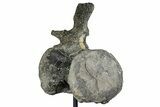 Sauropod (Barosaurus?) Caudal Vertebra w/ Metal Stand - Wyoming #356889-2